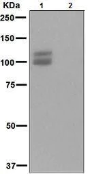 Western blot - Anti-Amyloid Precursor Protein (phospho T743) antibody [EPR826(2)] (AB133447)