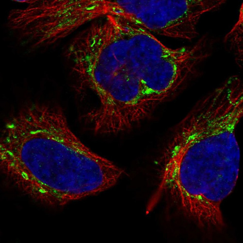 Immunocytochemistry/ Immunofluorescence - Anti-ANAPC13 antibody (AB151216)