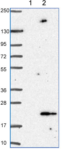 Western blot - Anti-ANAPC13 antibody (AB151216)