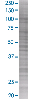 ANAPC2 overexpression 293T lysate (whole cell)