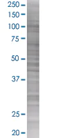 SDS-PAGE - ANAPC2 overexpression 293T lysate (whole cell) (AB94319)