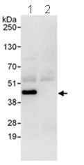 Immunoprecipitation - Anti-Ancient ubiquitous protein 1 antibody (AB101984)