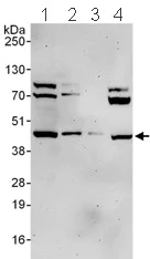 Western blot - Anti-Ancient ubiquitous protein 1 antibody (AB101984)