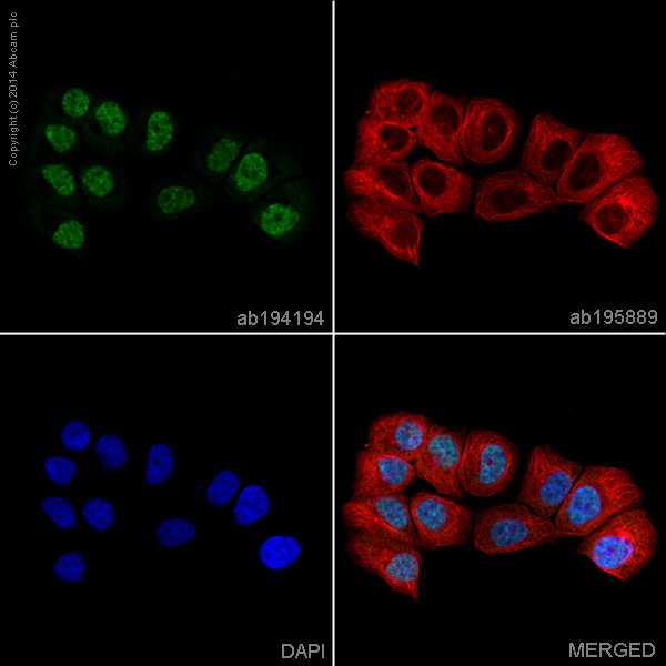 Immunocytochemistry/ Immunofluorescence - Anti-Androgen Receptor antibody [EPR1535(2)] - Low endotoxin, Azide free (AB209969)