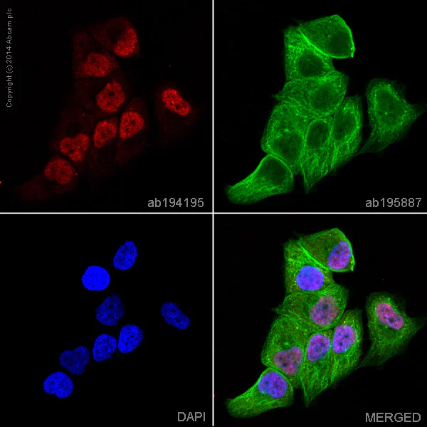 Immunocytochemistry/ Immunofluorescence - Anti-Androgen Receptor antibody [EPR1535(2)] - Low endotoxin, Azide free (AB209969)