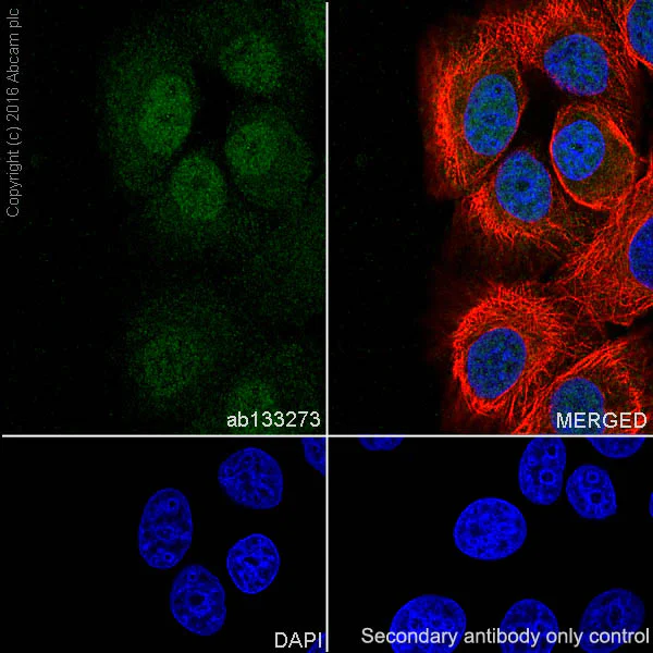 Immunocytochemistry/ Immunofluorescence - Anti-Androgen Receptor antibody [EPR1535(2)] - Low endotoxin, Azide free (AB209969)