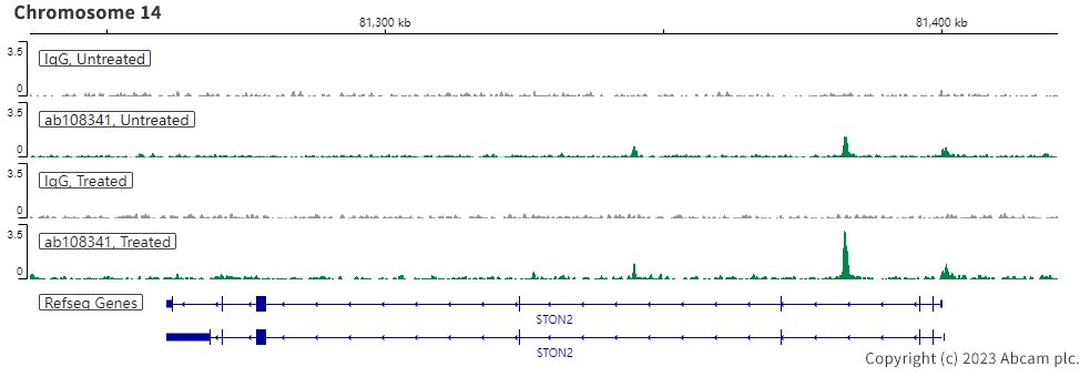 ChIC/CUT&RUN sequencing - Anti-Androgen Receptor antibody [ER179(2)] - ChIP Grade (ab108341), expandable thumbnail