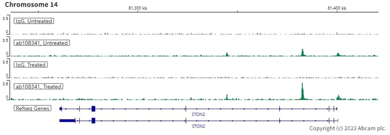 ChIC/CUT&RUN sequencing - Anti-Androgen Receptor antibody [ER179(2)] - ChIP Grade (AB108341)