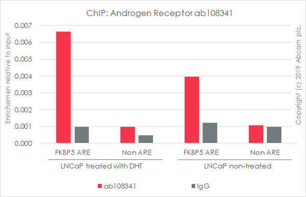 ChIP - Anti-Androgen Receptor antibody [ER179(2)] - ChIP Grade (AB108341), expandable thumbnail