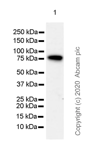 Western blot - Anti-Androgen Receptor (AR-V7 specific) antibody [EPR15656-290] (AB273500)