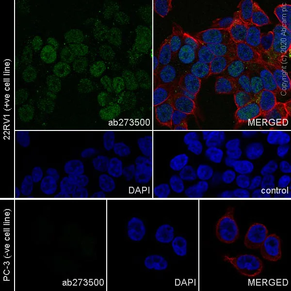 Immunocytochemistry/ Immunofluorescence - Anti-Androgen Receptor (AR-V7 specific) antibody [EPR15656-290] - BSA and Azide free (AB273511)