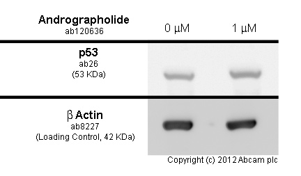Functional Studies - Andrographolide, anti-inflammatory agent (AB120636), expandable thumbnail