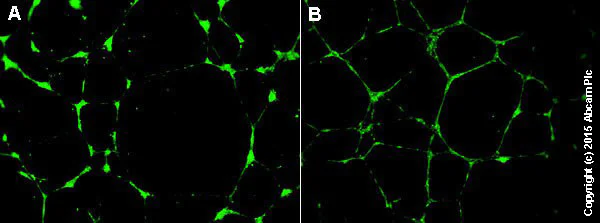 ELISA - Angiogenesis Assay Kit (In Vitro) (AB204726)