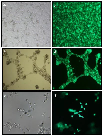 Functional Studies - Angiogenesis Assay Kit (In Vitro) (AB204726)