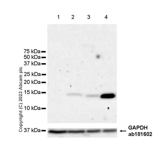 Western blot - Anti-Angiogenin antibody [EPR27470-43] - BSA and Azide free (AB308075)