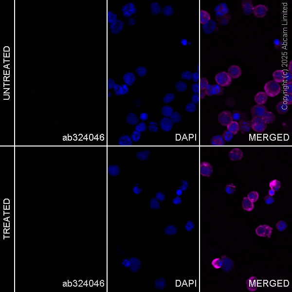 Immunocytochemistry/ Immunofluorescence - Anti-Angiogenin antibody [EPR29570-513] (AB324046), expandable thumbnail