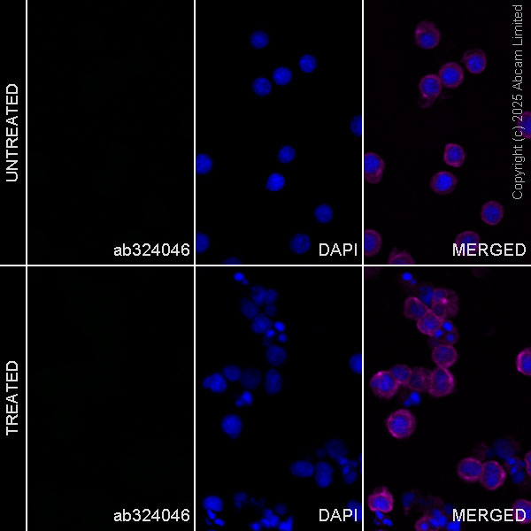 Immunocytochemistry/ Immunofluorescence - Anti-Angiogenin antibody [EPR29570-513] (AB324046), expandable thumbnail