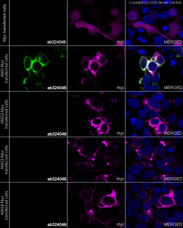 Immunocytochemistry/ Immunofluorescence - Anti-Angiogenin antibody [EPR29570-513] (AB324046), expandable thumbnail