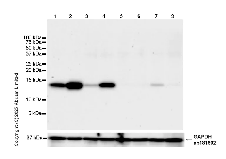 Western blot - Anti-Angiogenin antibody [EPR29570-541] (AB324526)