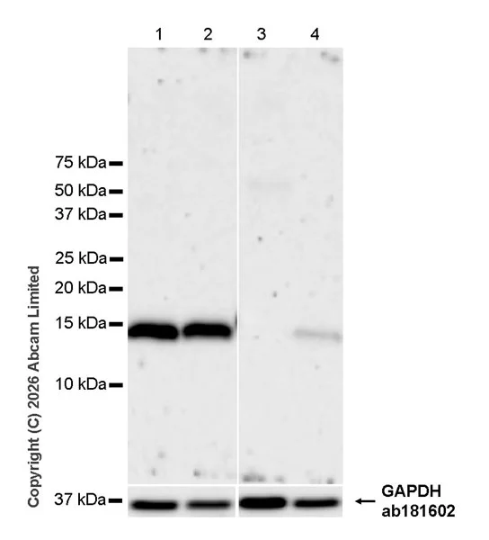 Western blot - Anti-Angiogenin antibody [EPR29571-709] (AB326337)