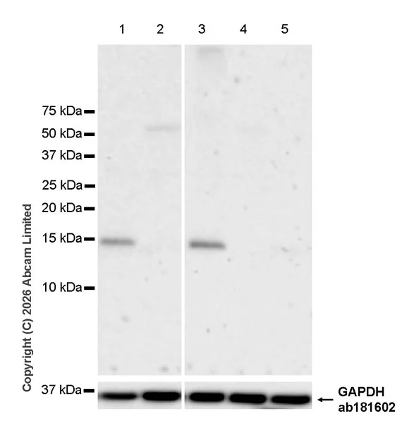 Western blot - Anti-Angiogenin antibody [EPR29571-709] (AB326337)
