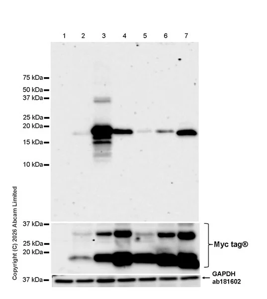 Western blot - Anti-Angiogenin antibody [EPR29571-709] (AB326337)