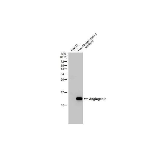 Western blot - Anti-Angiogenin antibody [HL2214] (AB317164)