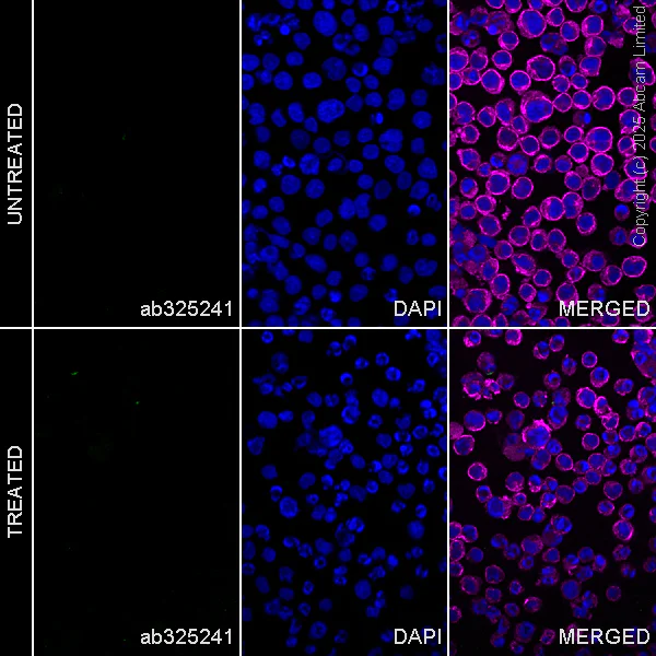 Immunocytochemistry/ Immunofluorescence - Anti-Angiogenin antibody [RM2092] (AB325241)