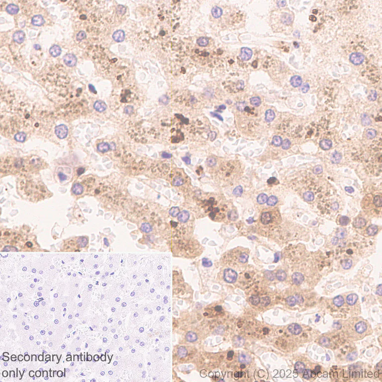 Immunohistochemistry (Formalin/PFA-fixed paraffin-embedded sections) - Anti-Angiogenin antibody [RM2092] (AB325241)