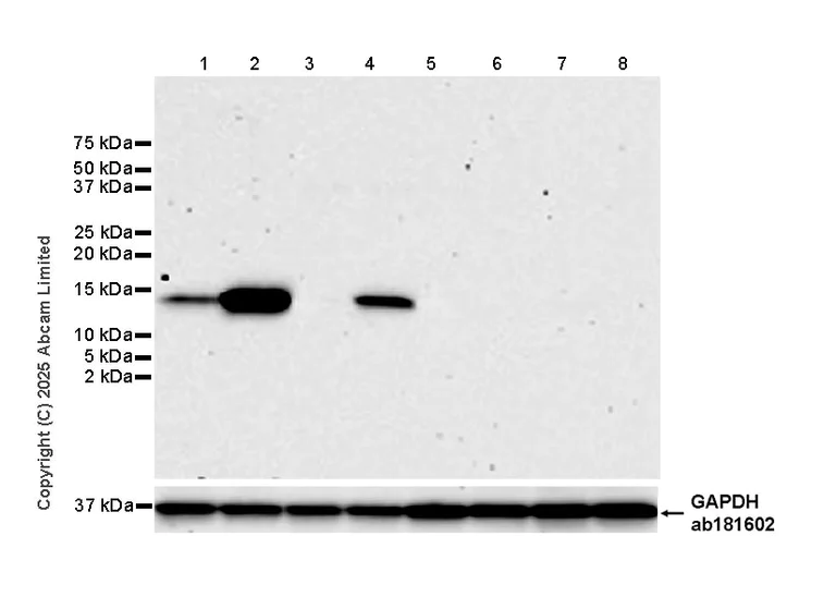 Western blot - Anti-Angiogenin antibody [RM2092] (AB325241)