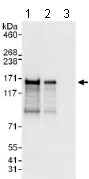 Western blot - Anti-Angiomotin antibody (AB117776)
