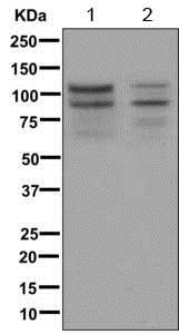Western blot - Anti-Angiomotin like 1 antibody [EPR11803-54] (AB171977), expandable thumbnail