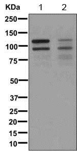 Western blot - Anti-Angiomotin like 1 antibody [EPR11803-97] - BSA and Azide free (AB249688), expandable thumbnail