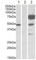 Western blot - Anti-Angiopoietin 1 antibody (AB133425)