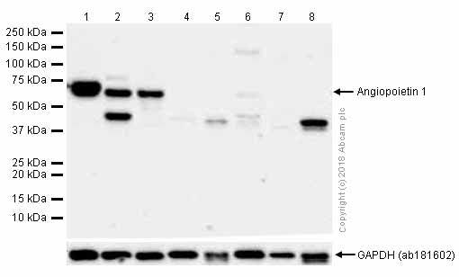 Western blot - Anti-Angiopoietin 1 antibody [EPR2888(N)] (AB183701)