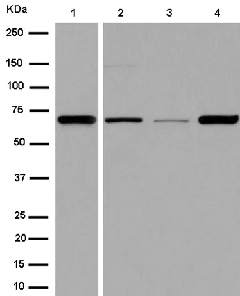 Western blot - Anti-Angiopoietin 1 antibody [EPR2888(N)] - BSA and Azide free (AB250679)