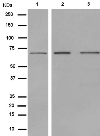 Western blot - Anti-Angiopoietin 1 antibody [EPR2889(N)] - BSA and Azide free (AB250680)