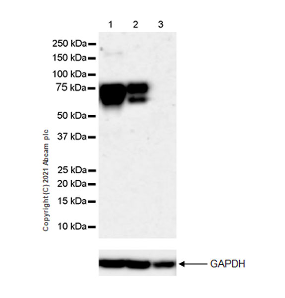 Western blot - Anti-Angiopoietin 2/ANG2 antibody [EPR24161-73] (AB259823), expandable thumbnail
