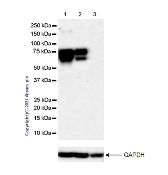 Western blot - Anti-Angiopoietin 2/ANG2 antibody [EPR24161-73] (AB259823)