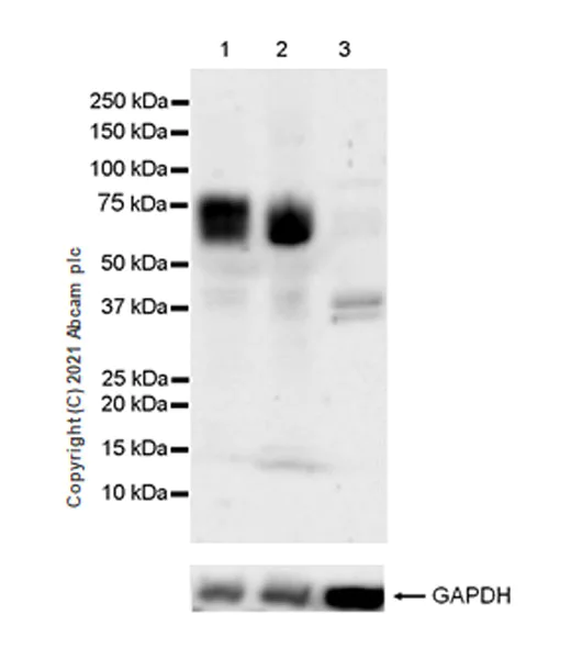 Western blot - Anti-Angiopoietin 2/ANG2 antibody [EPR24161-73] (AB259823)