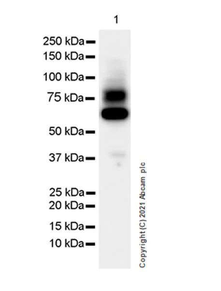 Western blot - Anti-Angiopoietin 2/ANG2 antibody [EPR24161-73] - BSA and Azide free (AB285368)