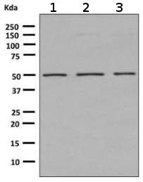 Western blot - Anti-Angiopoietin 2/ANG2 antibody [EPR2891(2)] (AB155106)