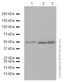 Western blot - Anti-Angiopoietin 2/ANG2 antibody [EPR2891(2)] (AB155106)
