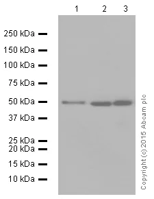 Western blot - Anti-Angiopoietin 2/ANG2 antibody [EPR2891(2)] (AB155106)
