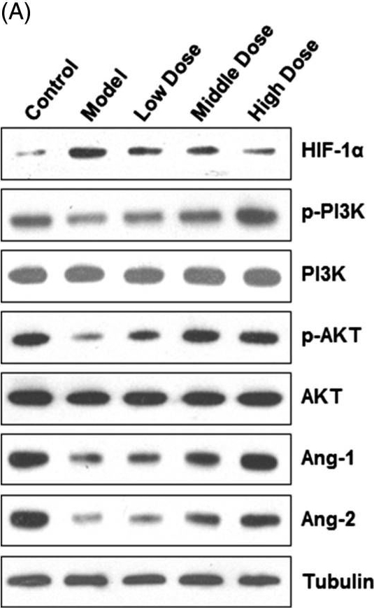 Anti-Angiopoietin 2/ANG2 antibody [EPR2891(2)]