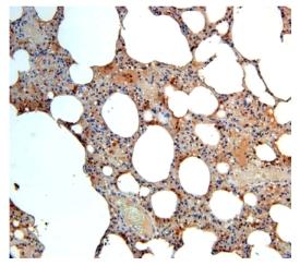Immunohistochemistry (Formalin/PFA-fixed paraffin-embedded sections) - Anti-Angiopoietin 4 antibody (AB87877), expandable thumbnail