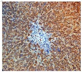 Immunohistochemistry (Formalin/PFA-fixed paraffin-embedded sections) - Anti-Angiopoietin 4 antibody (AB87877)