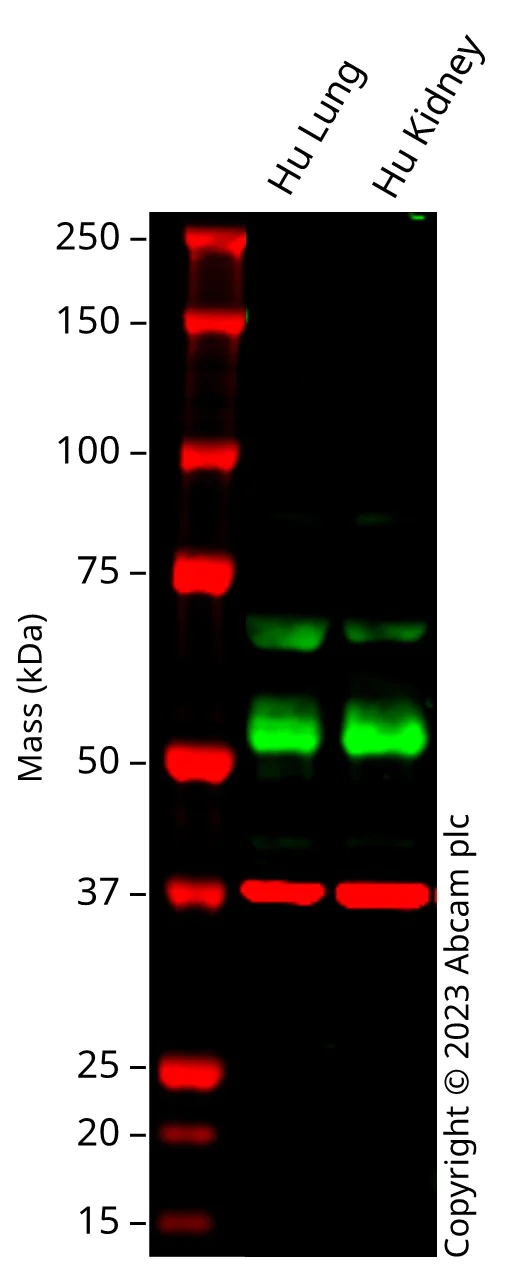 Western blot - Anti-Angiopoietin 4 antibody [EPR24087-66] (AB313126)