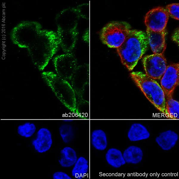 Immunocytochemistry/ Immunofluorescence - Anti-Angiopoietin-like 4/ANGPTL4 antibody [EPR19873] - BSA and Azide free (AB240373)