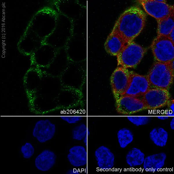 Immunocytochemistry/ Immunofluorescence - Anti-Angiopoietin-like 4/ANGPTL4 antibody [EPR19873] - BSA and Azide free (AB240373)